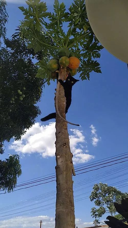 抓到一只正在偷木瓜的猫，一看这色，你不应该选择白天行动啊！ - 1