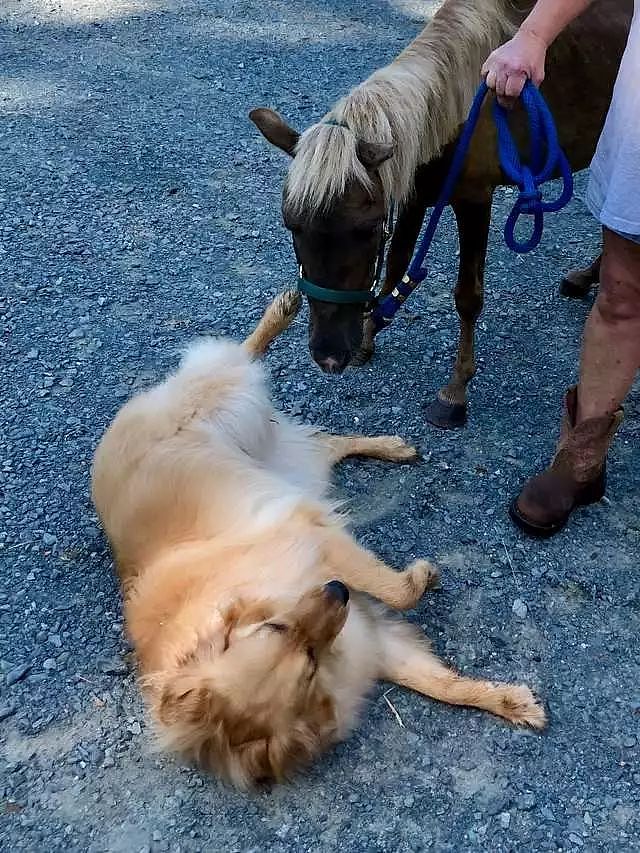 一匹备受创伤的小马，遇到一只超暖的大金毛后...超治愈！ - 3