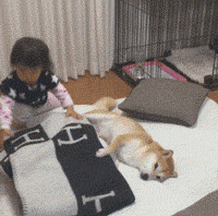 小女孩怕柴犬着凉于是帮它盖毯子，可看到毯子上的标志，惊呆了..... - 2