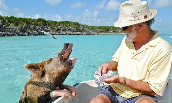 巴哈马有一个猪岛，上面有一群被水手遗弃的猪，是当年没来得及吃完的…… - 13