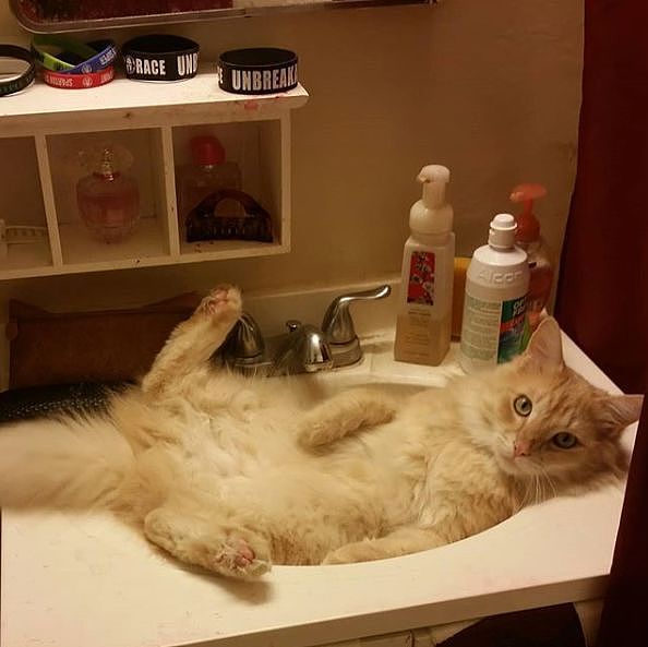 怪癖猫咪听到主人洗澡声就要撕烂浴帘，结果主人开始了反击！ - 6