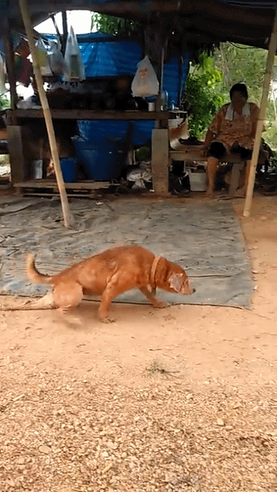 泰国一只流浪狗因为演技太好火了，被网友称作“狗中影帝”！ - 15