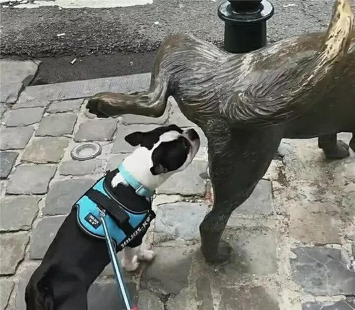 当一只色狗偶遇一座雕像狗：这狗我能上吗？ - 4
