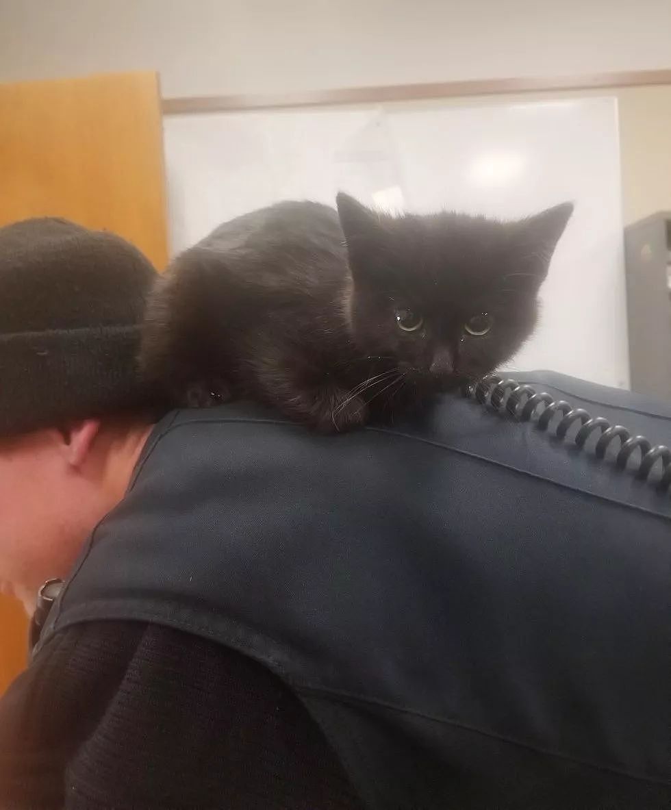 警察雪地救出小黑猫，准备给它找新家时，小猫却另有打算... - 4