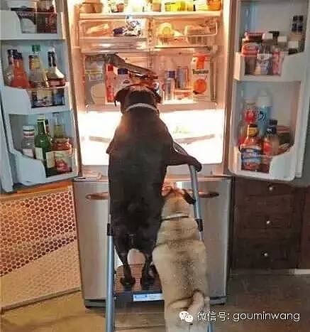 网友：这个夏天，我家狗子的命是冰箱给的.... - 12