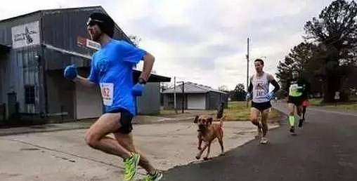 狗狗倔强跑完半程马拉松！你以为他是陪伴主人？你错了.... - 1