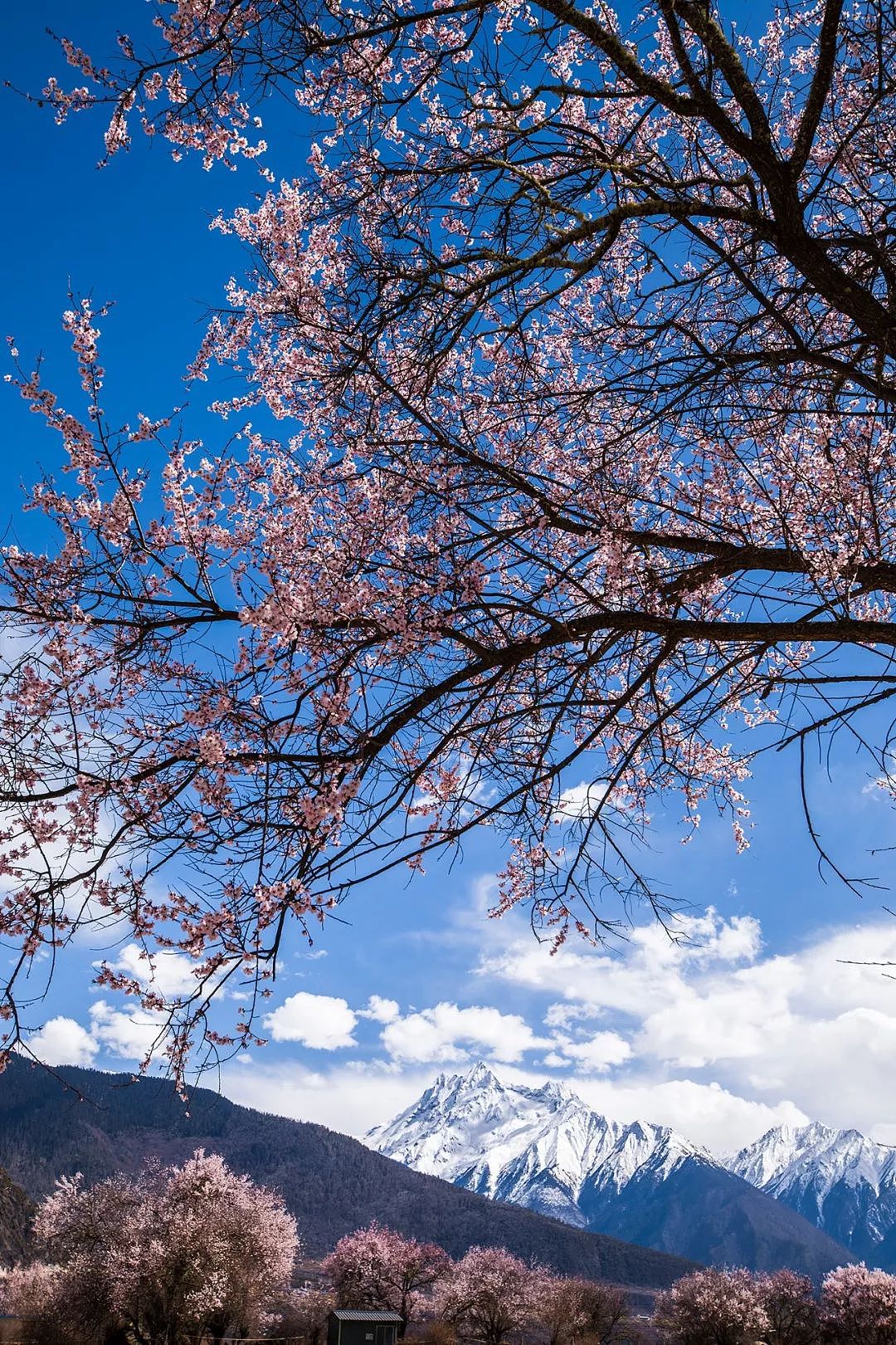 在林芝，雪山和桃花有一场约会 - 1