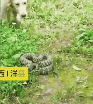 金毛妈妈护崽心切，力战2米长的大蛇！ - 6