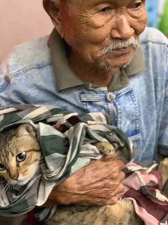 网友拍到这一幕，一老爷爷抱着一只猫，这和谐的面面让人好暖... - 2