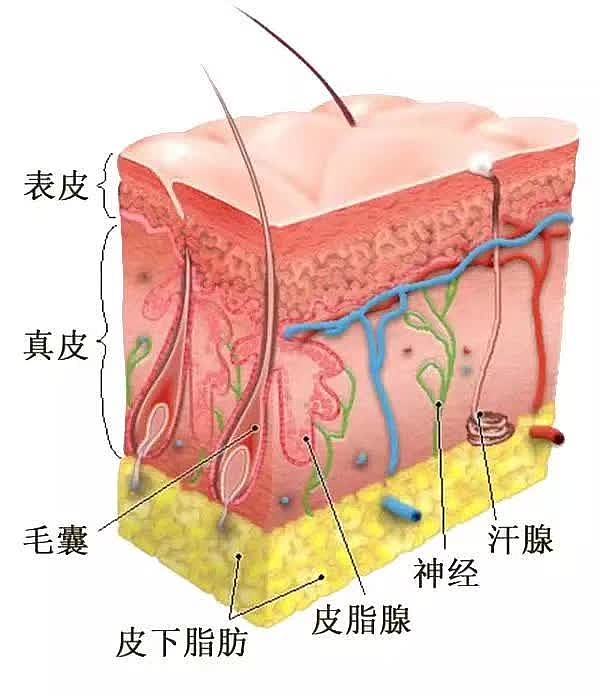 冬季皮肤又干又痒？快用这6个小窍门！ - 1