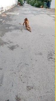 泰国一只流浪狗因为演技太好火了，被网友称作“狗中影帝”！ - 1