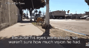眼盲狗狗独自在街头流浪10年，它一辈子都没感受过人类的抚摸…… - 5