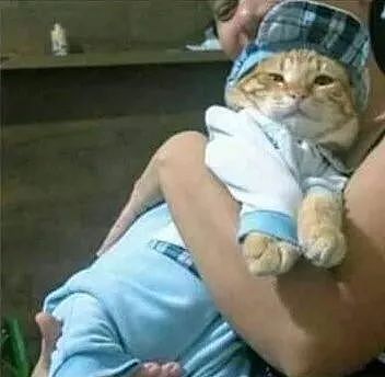 自从网友把猫抱回家让父母养后，每天都是给它这打扮，笑屎了！ - 2