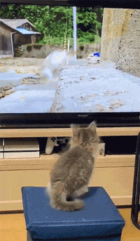 小猫咪在电视屏幕里看到一群猫咪，它的这反应，有点可爱！ - 2