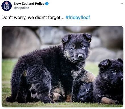 新西兰警方Ins因太爱晒狗被批评：还以为这是萌宠账号！ - 1