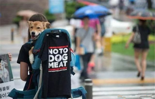 政府补贴200万韩元，为的就是撤掉所有涉及狗肉的饭店招牌！ - 1