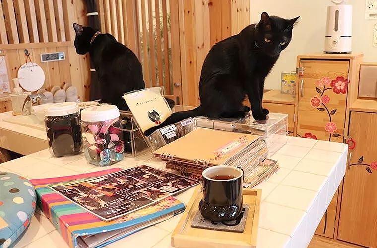 这间咖啡厅只养黑猫，一走进去都不认不出谁是谁，黑猫控有福了！ - 5