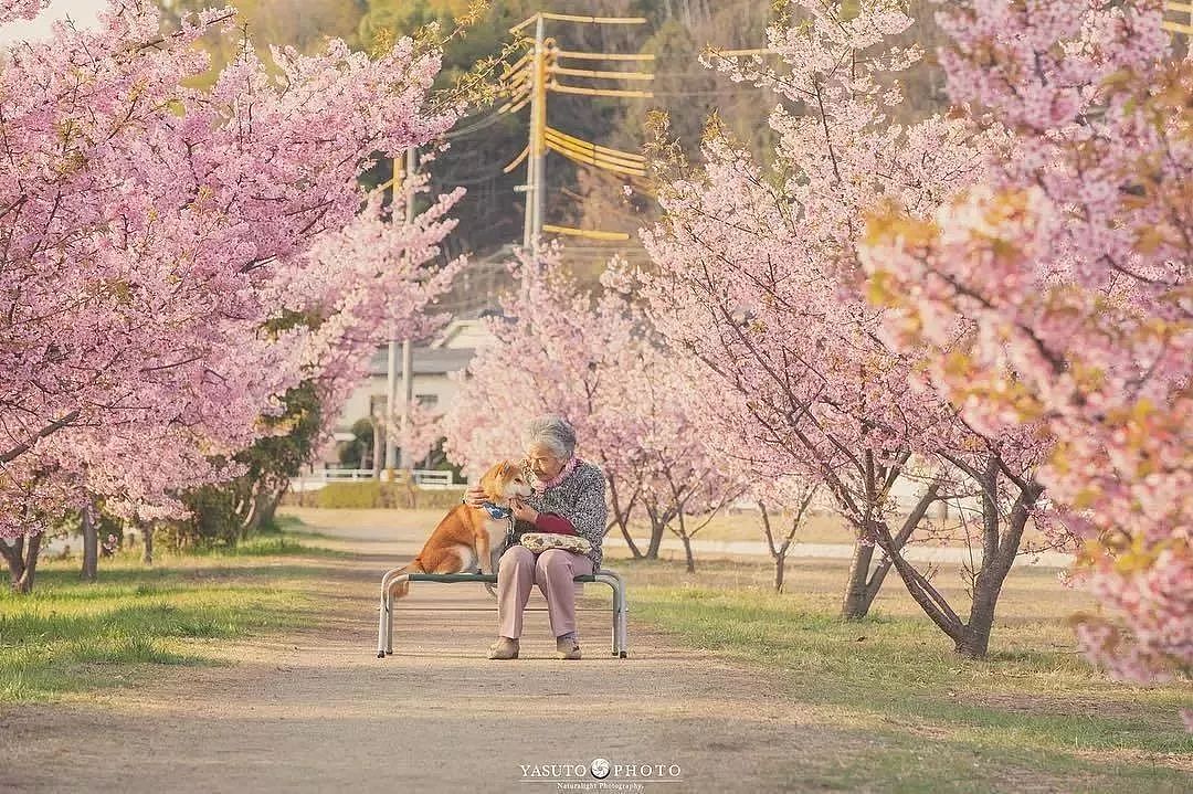 暖心！日本摄影师镜头下的奶奶和柴犬，这组照片治愈了无数网友…… - 4