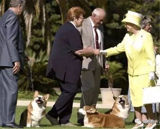 英国女王的柯基去世，她说再也不会养狗了…… - 7