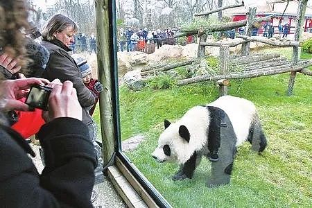 熊猫去了趟荷兰惊呆了！本以为是去旅游的，没想到是去登基的！ - 18