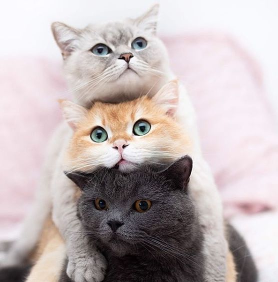 这三只猫喜欢玩叠高高，从不考虑过下面那只的感受，笑屎！ - 14
