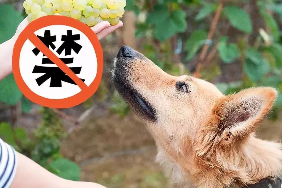 夏季消暑，有些水果绝对不要给狗吃！ - 6