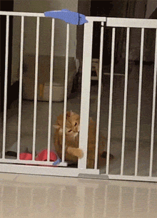 这只橘猫想越狱，尝试了半天，还是被自己的体型打败了！ - 1