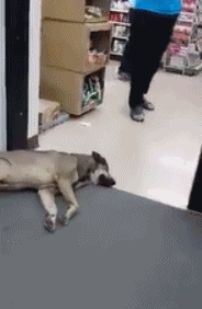 流浪狗在超市门口蹭冷气，结果却被…… - 7