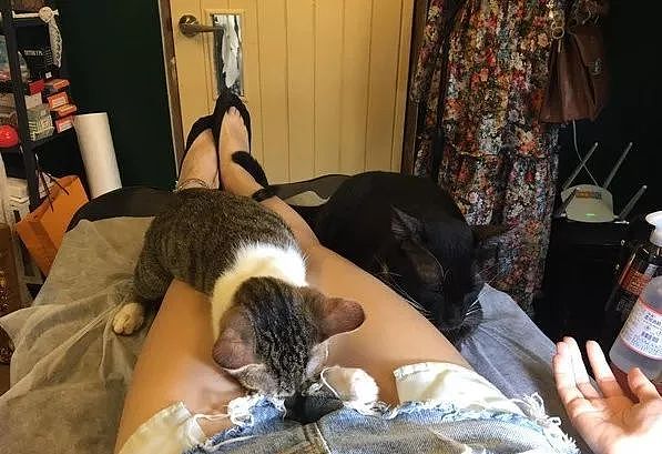 纹身店的猫咪，一有客人来，就喜欢躺在客人腿间睡觉，好不正经！ - 8