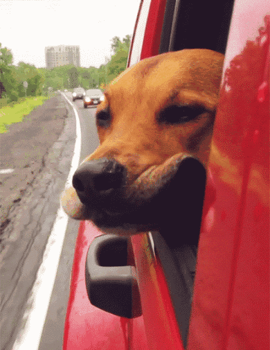 为什么狗狗坐车时喜欢将头伸出窗外？居然还有科学道理！ - 2