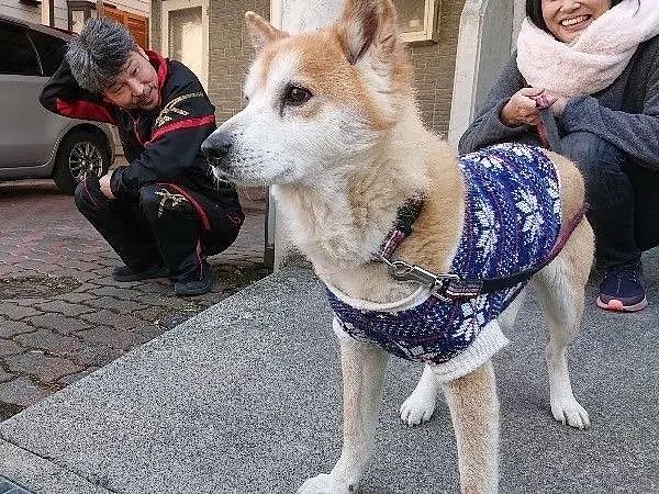 从地震中救出1400只狗狗的她，8年后重遇被救柴犬... - 5