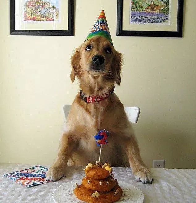 当狗狗收到生日蛋糕，脸上的表情绝了…… - 5