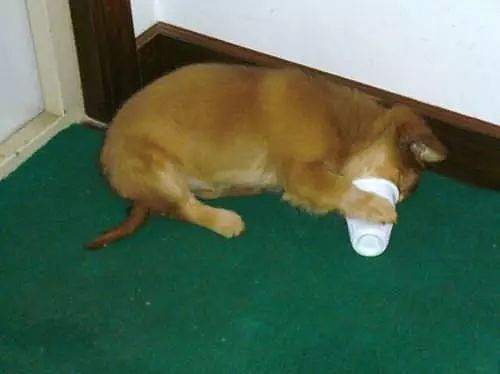 还记得你家狗狗第一次喝到酸奶的样子吗？简直萌翻了！ - 6