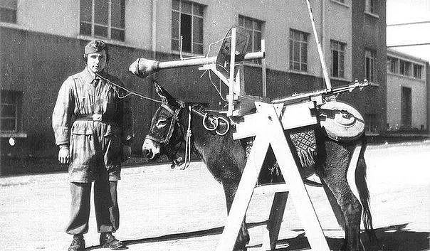 军事 | 二战时期的奇葩设计：苏联将炸药绑在军犬身上，德军则有驴式自行反坦克炮 - 9