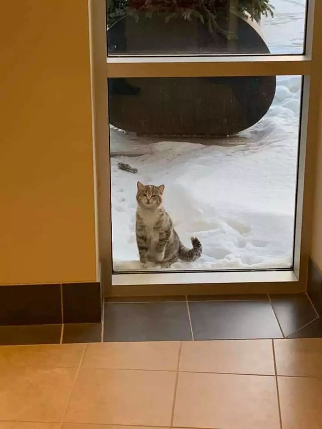 零下32度的雪天，猫咪去消防局敲窗求助，不仅幸运过冬，还... - 1