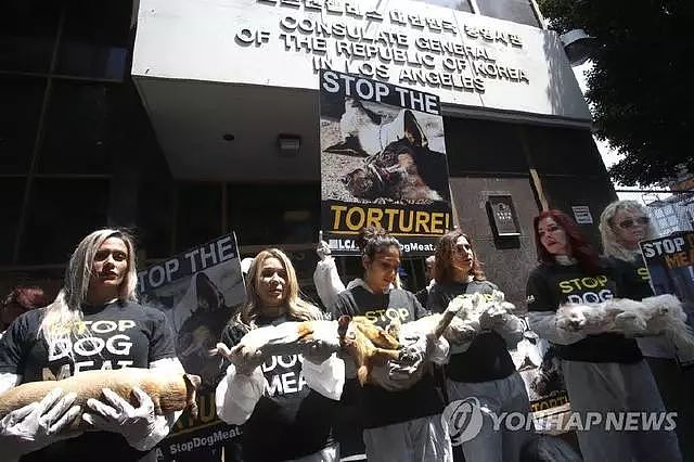 韩国最大狗肉市场要关闭了，超过80只狗狗从市场获救… - 6
