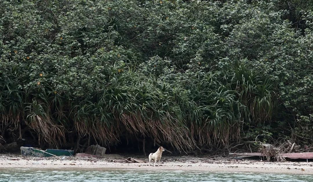 香港“犬之岛”——专门遗弃狗狗的5座孤岛，如今变成这样了…… - 14