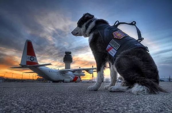 机场英雄犬离世…它一生驱逐8千只鸟，离开前一天仍在跑道工作…… - 6