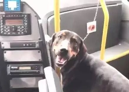 公交车行驶中，司机突然停车走了，而等他回来时，牵了一只狗... - 5