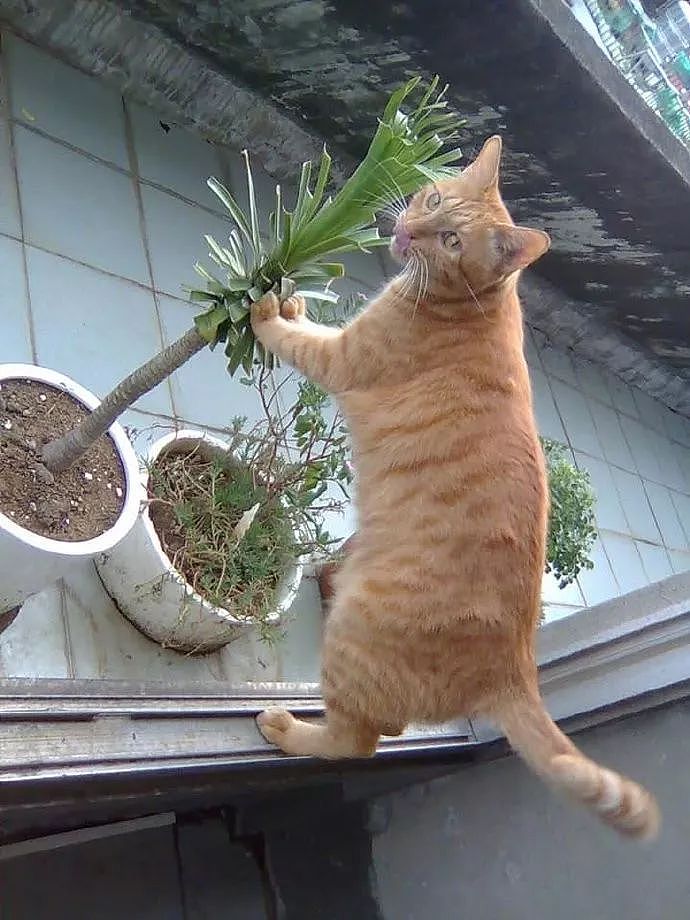 橘猫偷吃盆栽被主人发现了，它不但没逃跑，还生气骂人，笑裂！ - 5
