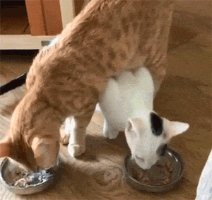 主人发现家里的两只猫平时吃饭时，非要这样操作，也是很迷了！ - 3