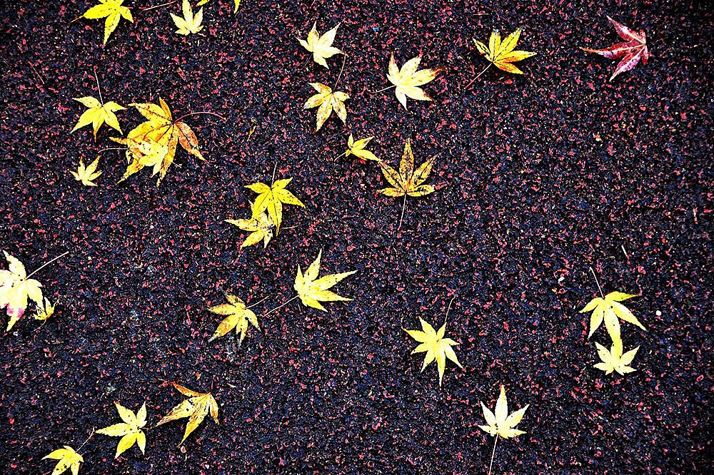 上海最美的秋天，最浪漫的落叶，一定要去这条街 - 7
