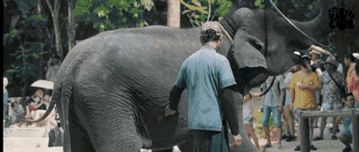 泰国全网禁播！大象旅游业背后的真相…… - 22