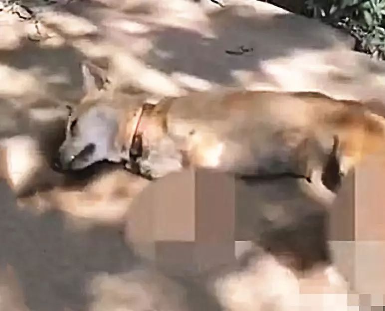 狗狗被主人砍断前腿只因犯了一个小错，邻居不劝阻甚至还在一旁拍视频 - 7