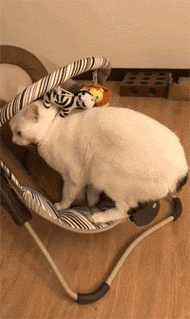 网友家的猫霸占着婴儿椅，但又一直不坐，撅着个PP，原来... - 1