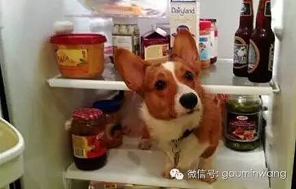 网友：这个夏天，我家狗子的命是冰箱给的.... - 13