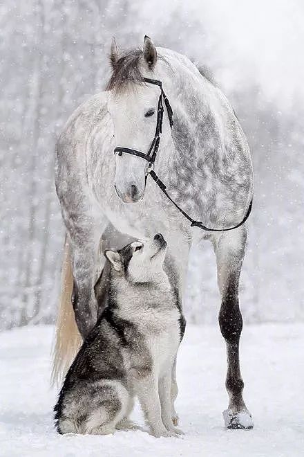 主人拍摄下哈士奇跟马在雪地里的合照，简直美爆了.... - 6