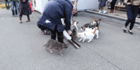 日本猫寺里住着30多只猫，竟比僧人还多，又想骗我去当和尚？ - 22