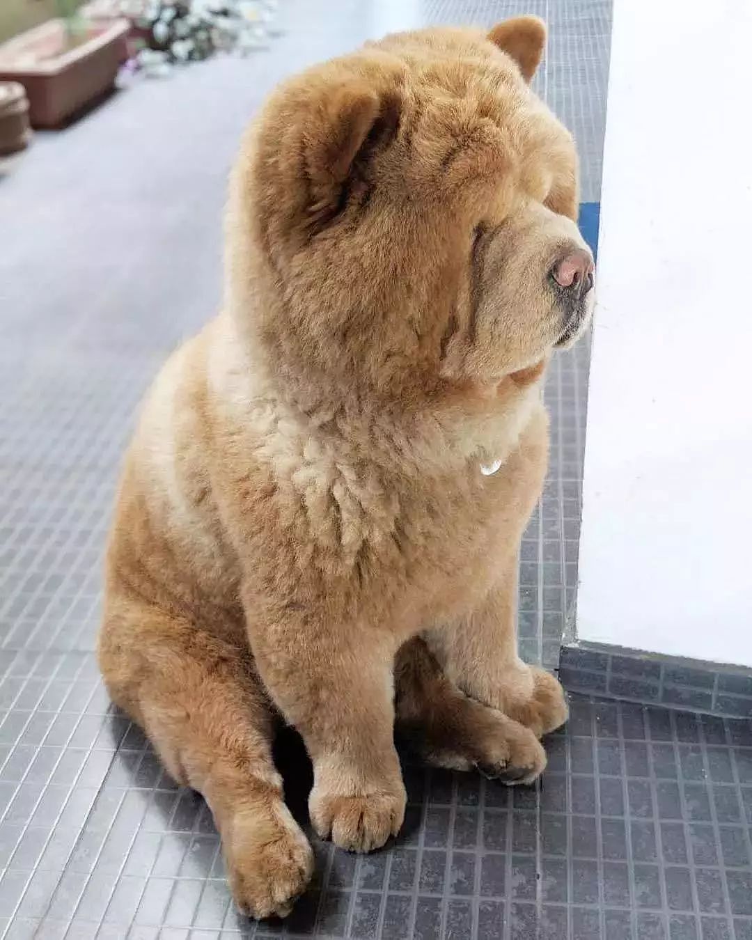 明明是一只狗，却长了一个熊样...网友：这毛绒熊哪买的？ - 4