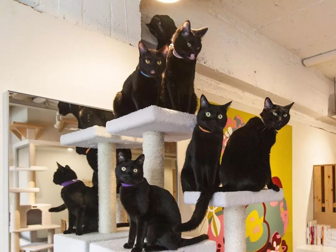 这间咖啡厅只养黑猫，一走进去都不认不出谁是谁，黑猫控有福了！ - 2